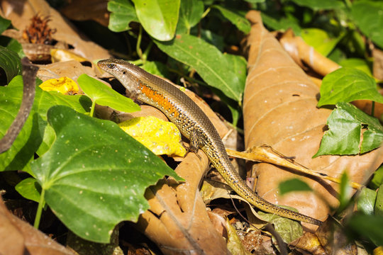 Common sun skink or East Indian brown mabuya among the leaf litter. Bali, Indonesia