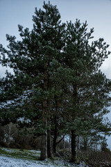 Landscape