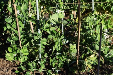 家庭菜園・エンドウの栽培