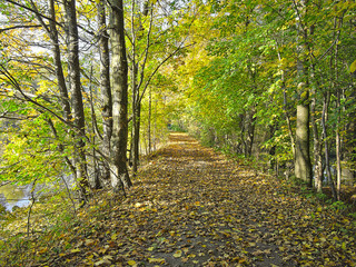 Naklejka premium Fallen autumn leaves on little path in the park.