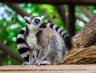 Ring-tailed lemur (Lemur catta). Funny lemur showing tongue