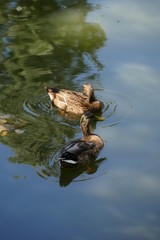 Canards et reflets &agrave; Paris