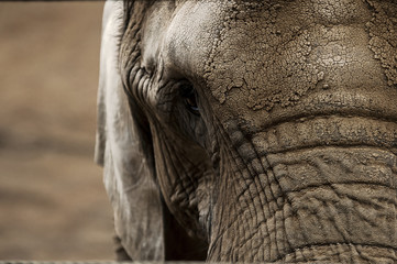 Elefant 