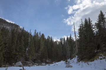 Хвойный лес, высокие деревья, живописная поляна в лесу, Дикая природа Северного Кавказа