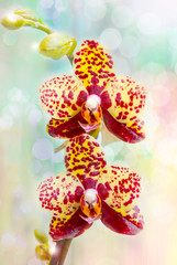 Orchid flower close up