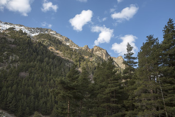 Горный пейзаж. Красивый хвойный лес в живописном ущелье, высокие склоны, скалы. Дикая природа Северного Кавказа