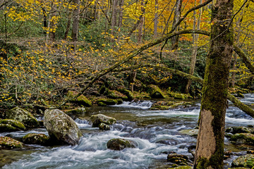 A small stream is surrounded with fall colors in the Smokies.