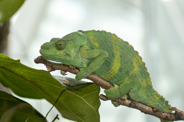 A chameleon basking.