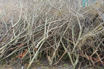 Felled trees near the pond. Stumps, branches and sawdust.