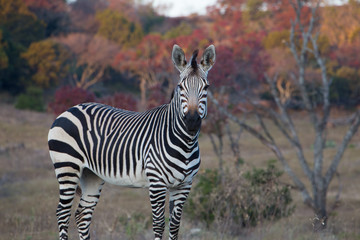 Zebra in front of colorful fall background