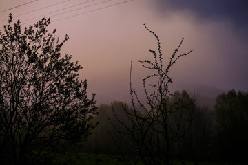 Morning landscape in the field