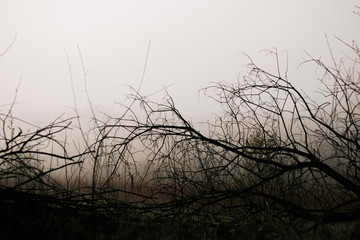 Morning landscape in the field