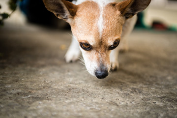Close up of small dog sniffing pavement.