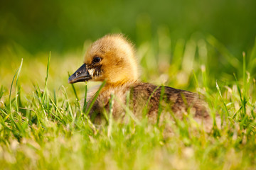 Greylag Goose chick (Anser anser)