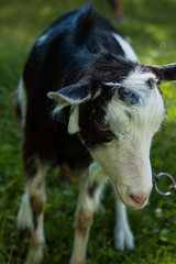 Goats graze in the pasture near the photographer.