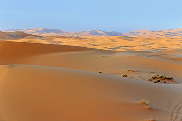 Fototapeta na wymiar sand dune in desert at sunset