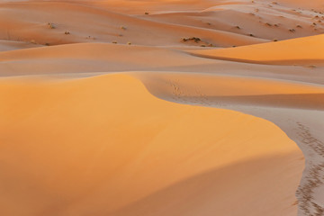 Fototapeta na wymiar sand dune in desert at sunset