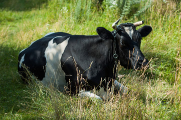 Large spotted black and white cow in the pasture near.