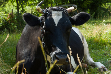 Large spotted black and white cow in the pasture near.