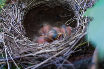 Several nestlings of forest birds in the nest.