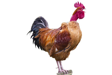 Isolated cock that sings