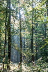Sonnenstrahlen im Wald