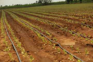 Fertile Field