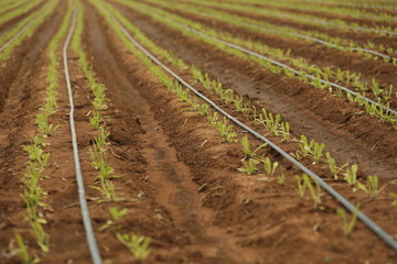 Fototapeta na wymiar Fertile Field