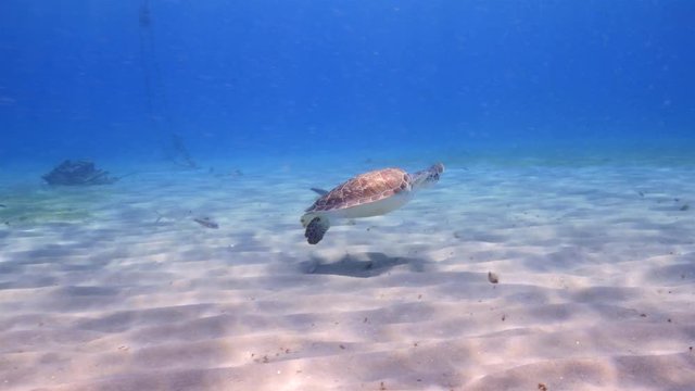 Green Sea Turtle swim in shallow water of coral reef in Caribbean Sea during scuba dive around Curacao /Netherlands Antilles