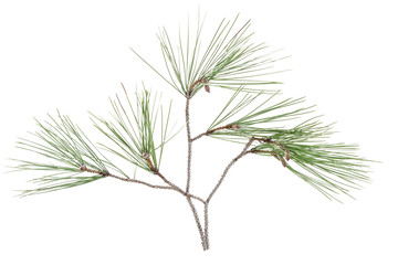 Twig branch of cypress with cones isolated on white