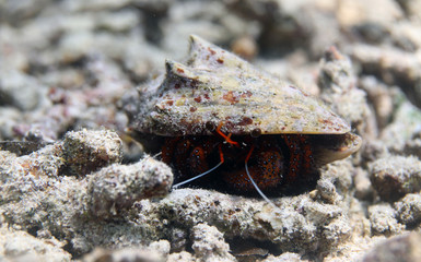 underwater world - bright red hermit crab
