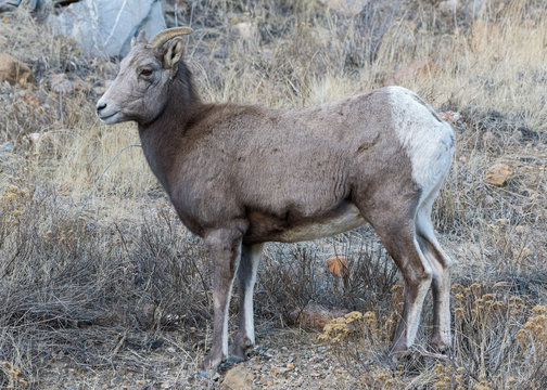 Colorado Rocky Mountain Bighorn Sheep - Colorado Rocky Mountain Bighorn Sheep Mature Ewe