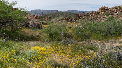 Desert Spring, Ballentine Trail, Arizona, USA