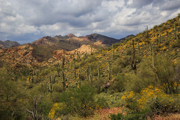 Desert Spring, Bulldog Canyon- Arizona, USA