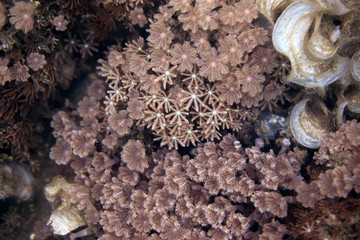 underwater world -  coral reef structure