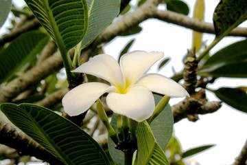 Obraz premium Tropical tree flower closeup