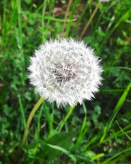 Dandelion seed head isolated