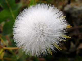 Seed head of a dandelion