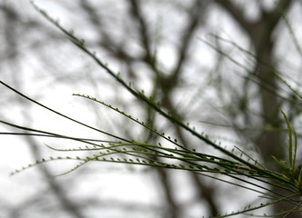 Culms of a plant, India