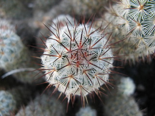 Cactus from above closeup