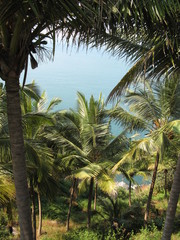 View on the Indian Ocean through palm trees