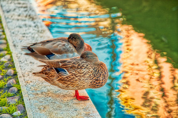 chilled ducks near water canal