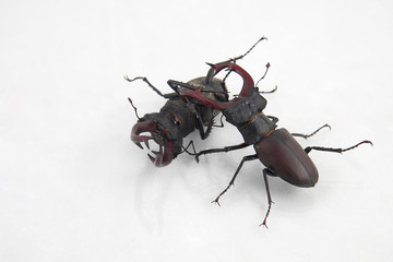 two male beetles deer on white background