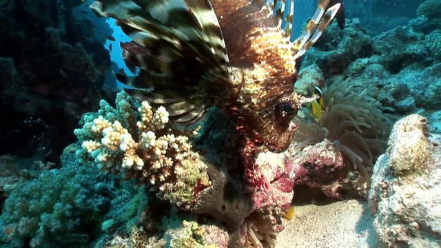 Giant predator Common lionfish Pterois volitans hunts for fish in Red sea. Sharp fins. Relax underwater video about devourer of marine inhabitants.