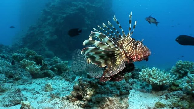 Giant predator Common lionfish Pterois volitans hunts for fish in Red sea. Sharp fins. Relax underwater video about devourer of marine inhabitants.