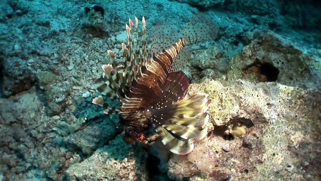 Giant striped poisonous fish Common lionfish Pterois volitans in Red sea. Sharp fins. Relax underwater video about devourer of marine inhabitants.
