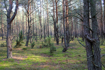Obraz premium A strange pine forest