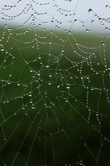 Dew drops on cobwebs