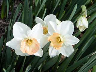 Vienna white narcissuses 2010
