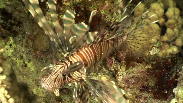 Fish Common lionfish Pterois volitans in pure transparent water of Red sea. Sharp fins. Relax underwater video about devourer of marine inhabitants.
